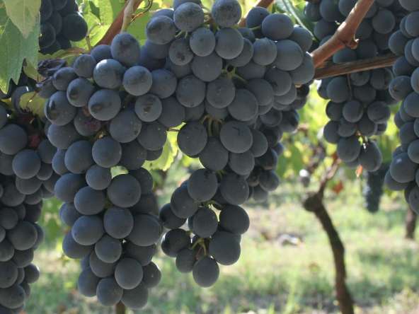 Barbera