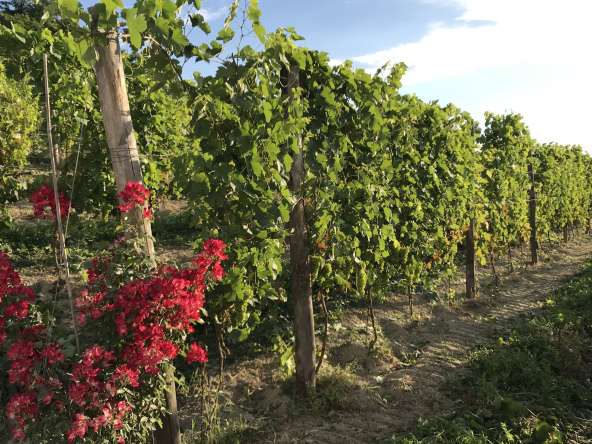 CaseinPiemonte_AglianoTerme_Monferrato_Immobiliare_barbera_cm-1687.jpg_2525