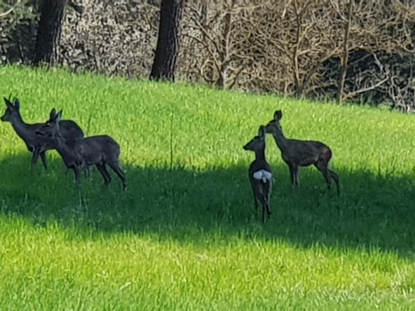 CV-1728_acquiterme_caseinpiemonte_elianne_fabiana_piemonte_realestate_unesco_barbera_luxury (4)